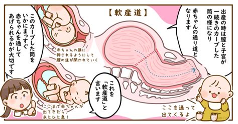 膣の長さや深さはどのくらい？構造を紹介 【医師監修】